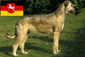 Read more about the article Ír farkaskutya tenyésztők és kölykök Alsó-Szászországban