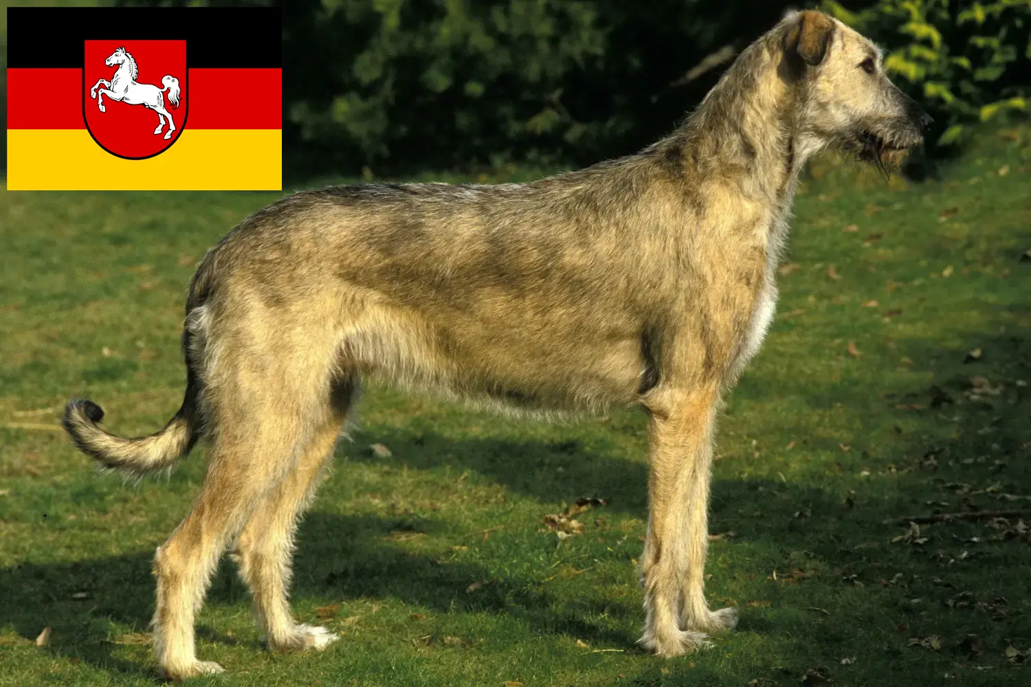 Ír farkaskutya kölykök és tenyésztők Alsó-Szászországban Itt találhat ír farkaskutya tenyésztőket Alsó-Szászországban.