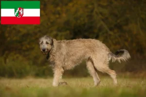 Read more about the article Ír farkaskutya tenyésztők és kölykök Észak-Rajna-Vesztfália területén
