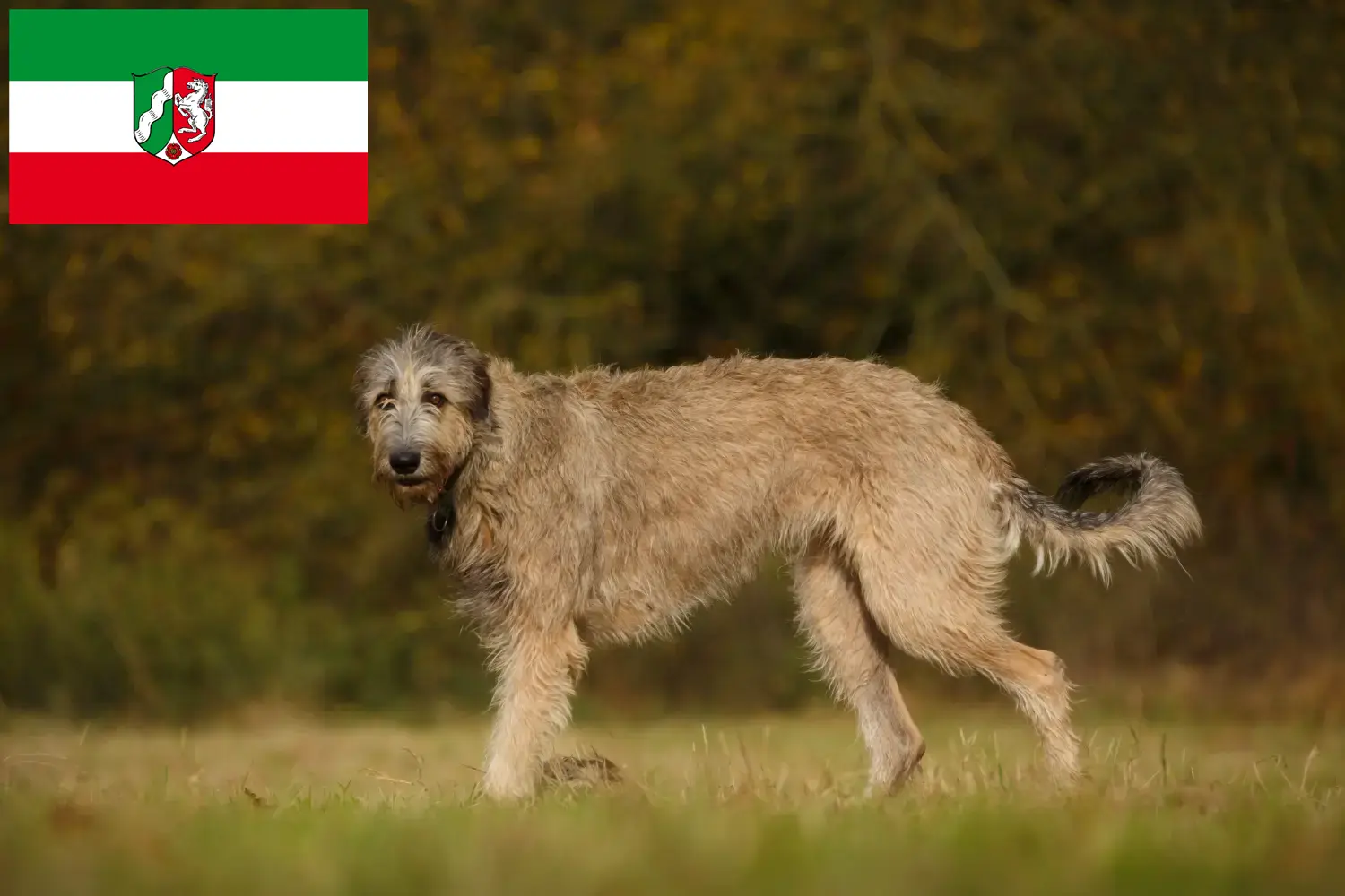 Ír farkaskutya kölykök és tenyésztők Észak-Rajna-Vesztfália Itt megtalálja az Észak-Rajna-Vesztfália területén található ír farkaskutya tenyésztőket.