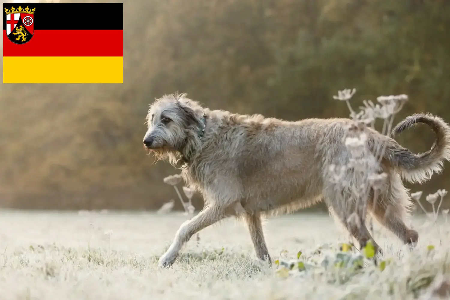 Ír farkaskutya kölykök és tenyésztők Rajna-vidék-Pfalz Itt megtalálja a Rajna-vidék-Pfalzban található ír farkaskutya tenyésztőket.