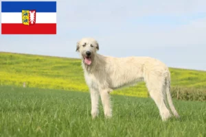 Read more about the article Ír farkaskutya tenyésztők és kölykök Schleswig-Holstein tartományban