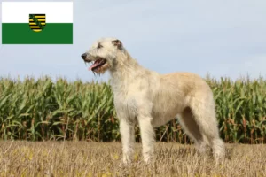 Read more about the article Ír farkaskutya tenyésztők és kölykök Szászországban
