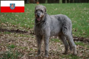 Read more about the article Ír farkaskutya tenyésztők és kölykök Türingiában