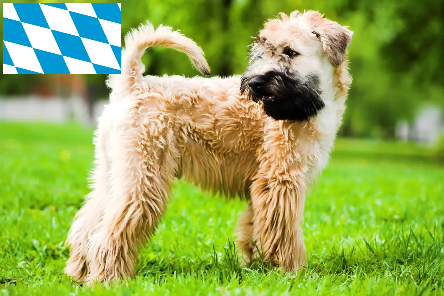 Ír Soft Coated Wheaten Terrier kiskutyák és tenyésztők Bajorország Itt találja az ír soft coated wheaten terrier tenyésztőket Bajorországban.