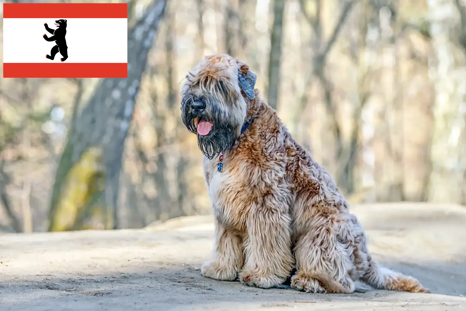 Ír Soft Coated Wheaten Terrier kiskutyák és tenyésztők Berlin Itt találhatsz ír soft coated wheaten terrier tenyésztőket Berlinben.