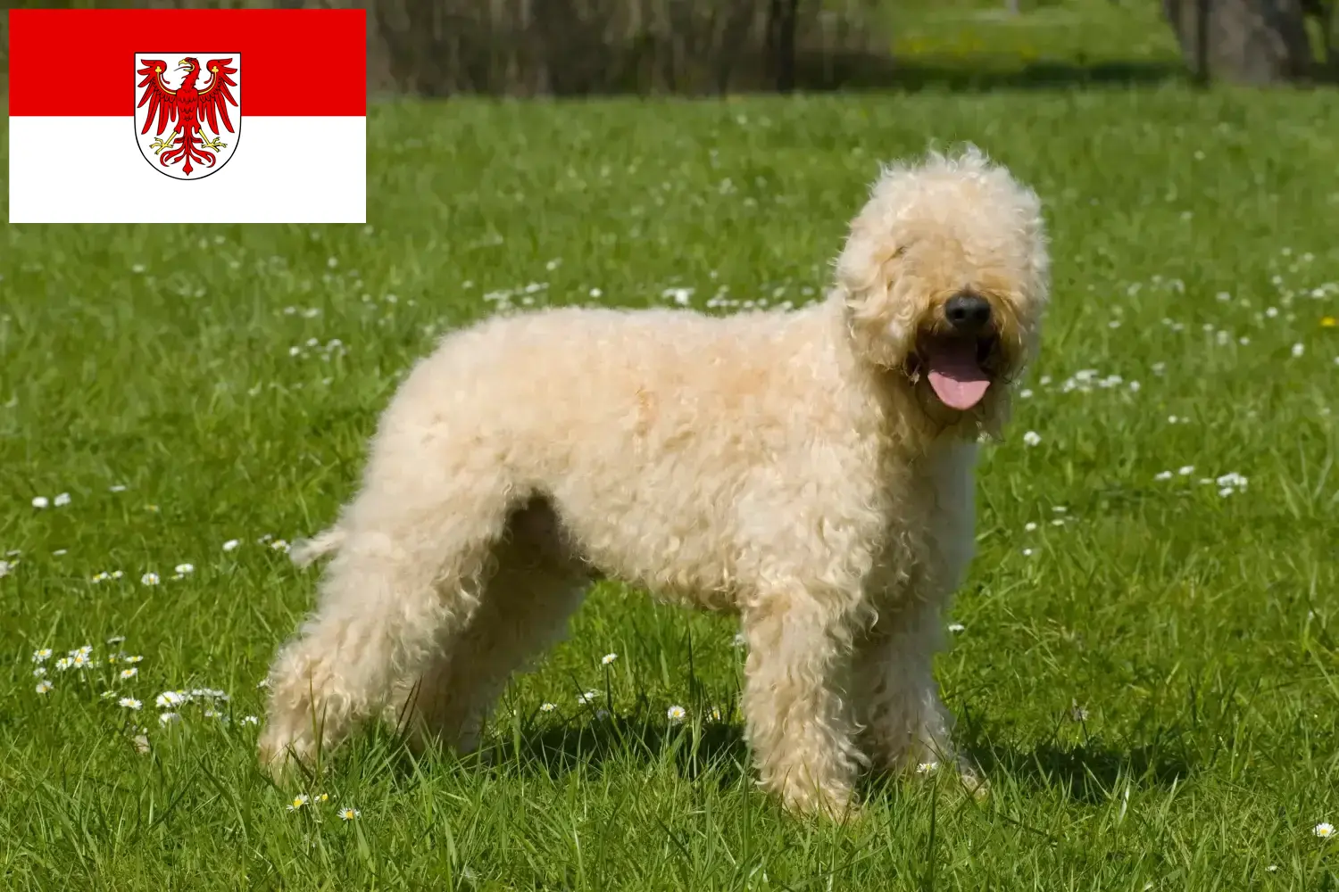 Ír Soft Coated Wheaten Terrier kölykök és tenyésztők Brandenburgban Keresse meg itt az Irish Soft Coated Wheaten Terrier tenyésztőket Brandenburgban.