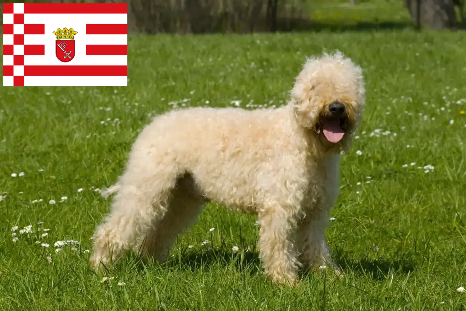 Ír Soft Coated Wheaten Terrier kiskutyák és tenyésztők Bremen Itt találhatsz ír soft coated wheaten terrier tenyésztőket Brémában.