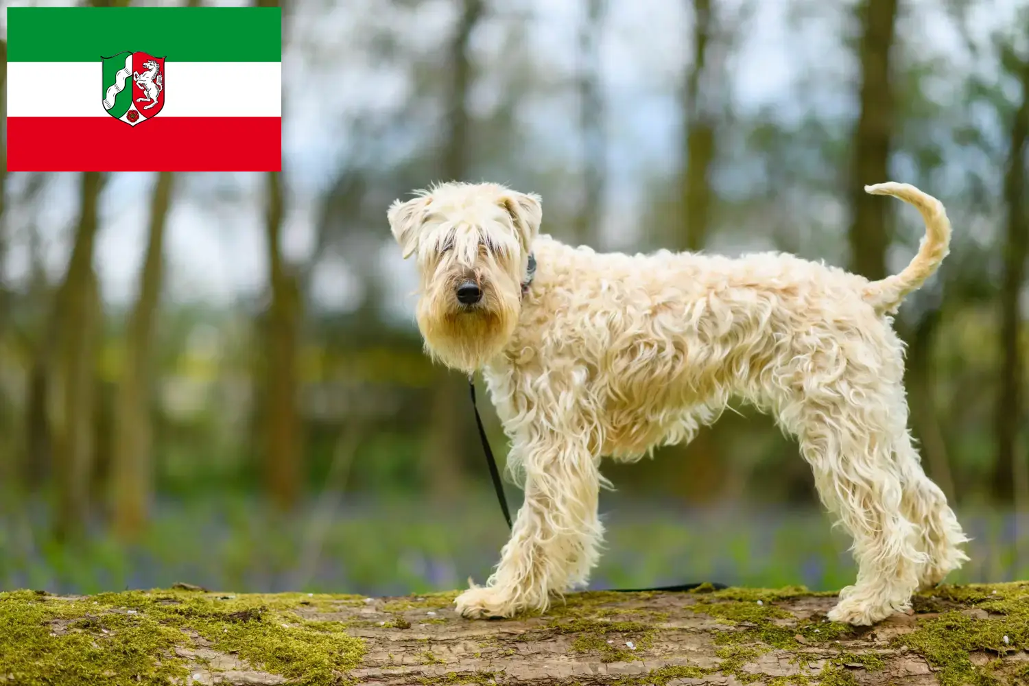 Ír Soft Coated Wheaten Terrier kölykök és tenyésztők Észak-Rajna-Vesztfália Keress Irish Soft Coated Wheaten Terrier tenyésztőket Észak-Rajna-Vesztfália területén.