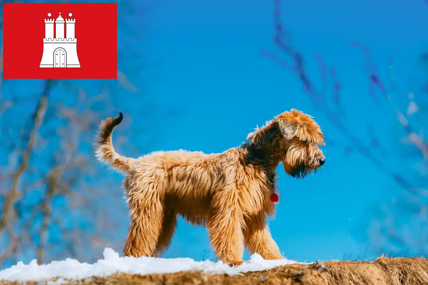 Ír Soft Coated Wheaten Terrier kölykök és tenyésztők Hamburg Itt találhatsz Irish Soft Coated Wheaten Terrier tenyésztőket Hamburgban.