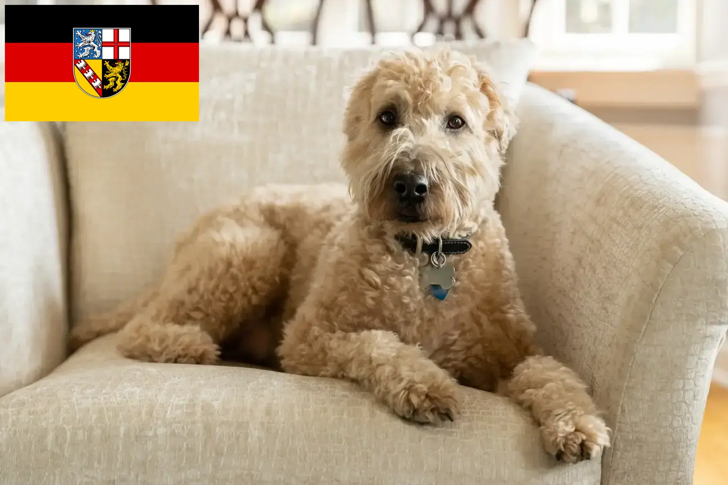Ír Soft Coated Wheaten Terrier kiskutyák és tenyésztők Saarland Keresse meg itt az Irish Soft Coated Wheaten Terrier tenyésztőit Saar-vidéken.