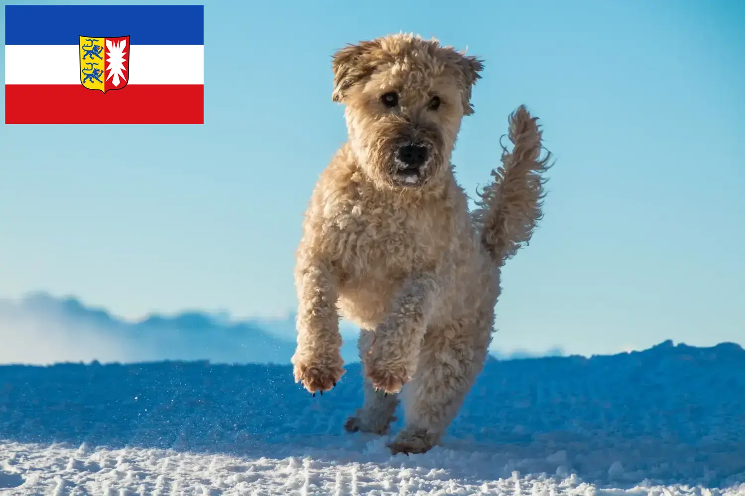 Ír Soft Coated Wheaten Terrier kiskutyák és tenyésztők Schleswig-Holstein Itt találhat ír soft coated wheaten terrier tenyésztőket Schleswig-Holsteinben.