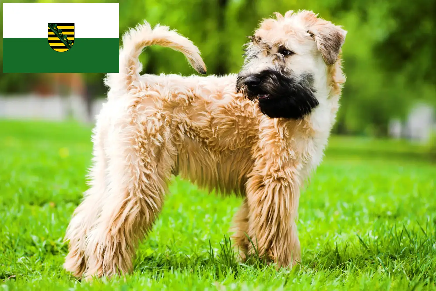 Ír Soft Coated Wheaten Terrier kölykök és tenyésztő Szászország Keresse meg itt az Irish Soft Coated Wheaten Terrier tenyésztőket Szászországban.