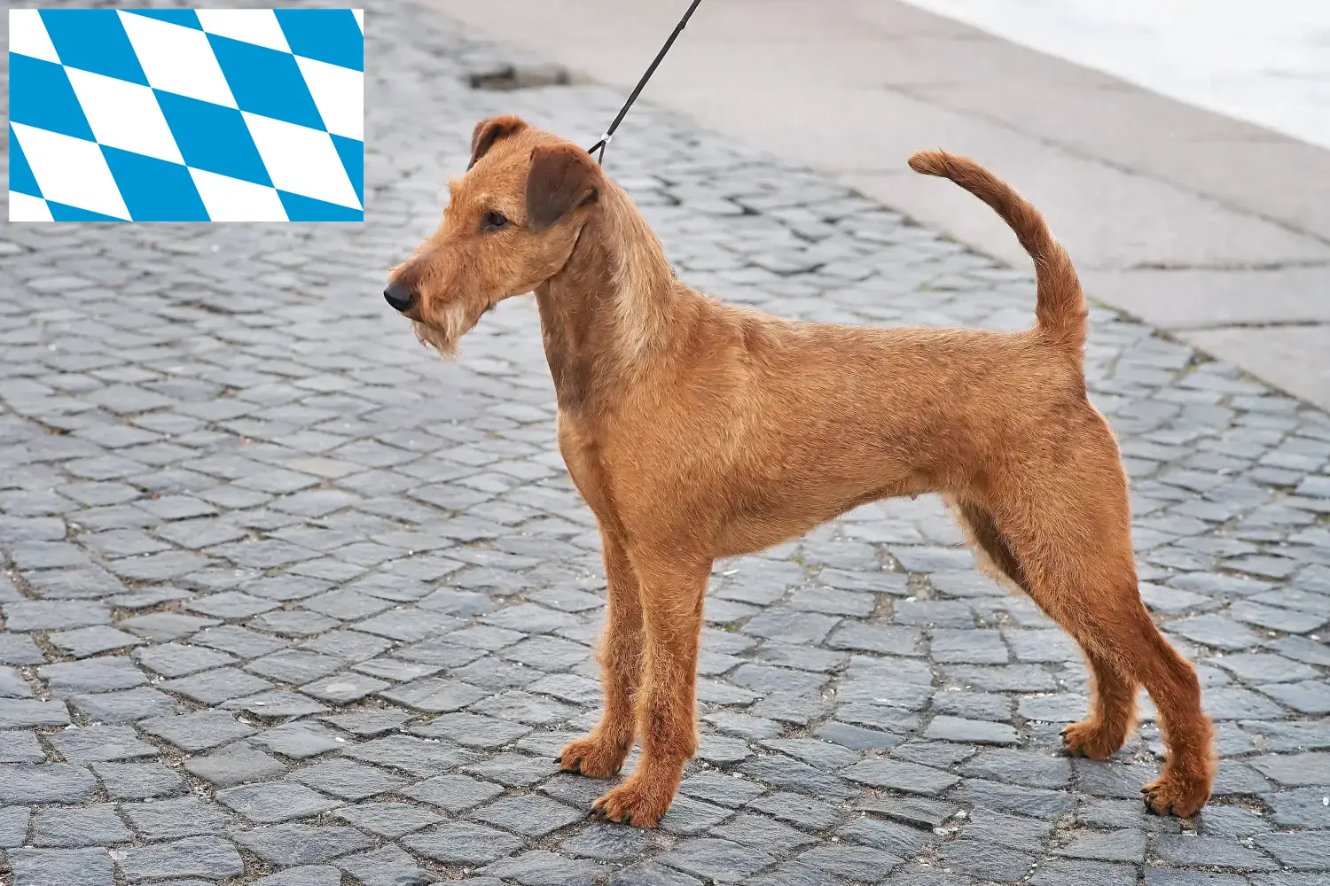 Ír terrier kiskutyák és tenyésztők Bajorország Itt találhat ír terrier tenyésztőket Bajorországban.