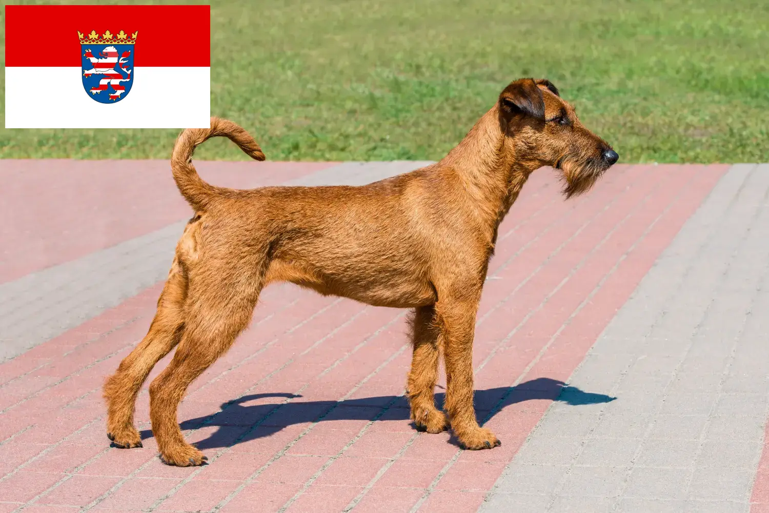 Read more about the article Ír terrier tenyésztők és kiskutyák Hessen területén