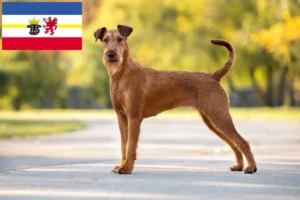 Read more about the article Ír terrier tenyésztők és kiskutyák Mecklenburg-Vorpommern területén