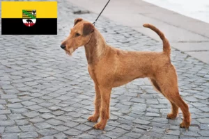 Read more about the article Ír terrier tenyésztők és kölykök Szász-Anhaltban