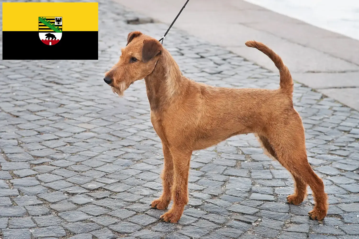 Read more about the article Ír terrier tenyésztők és kölykök Szász-Anhaltban