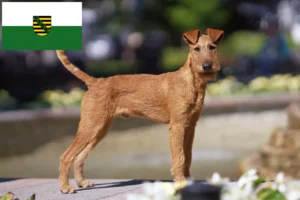 Read more about the article Ír terrier tenyésztők és kiskutyák Szászországban