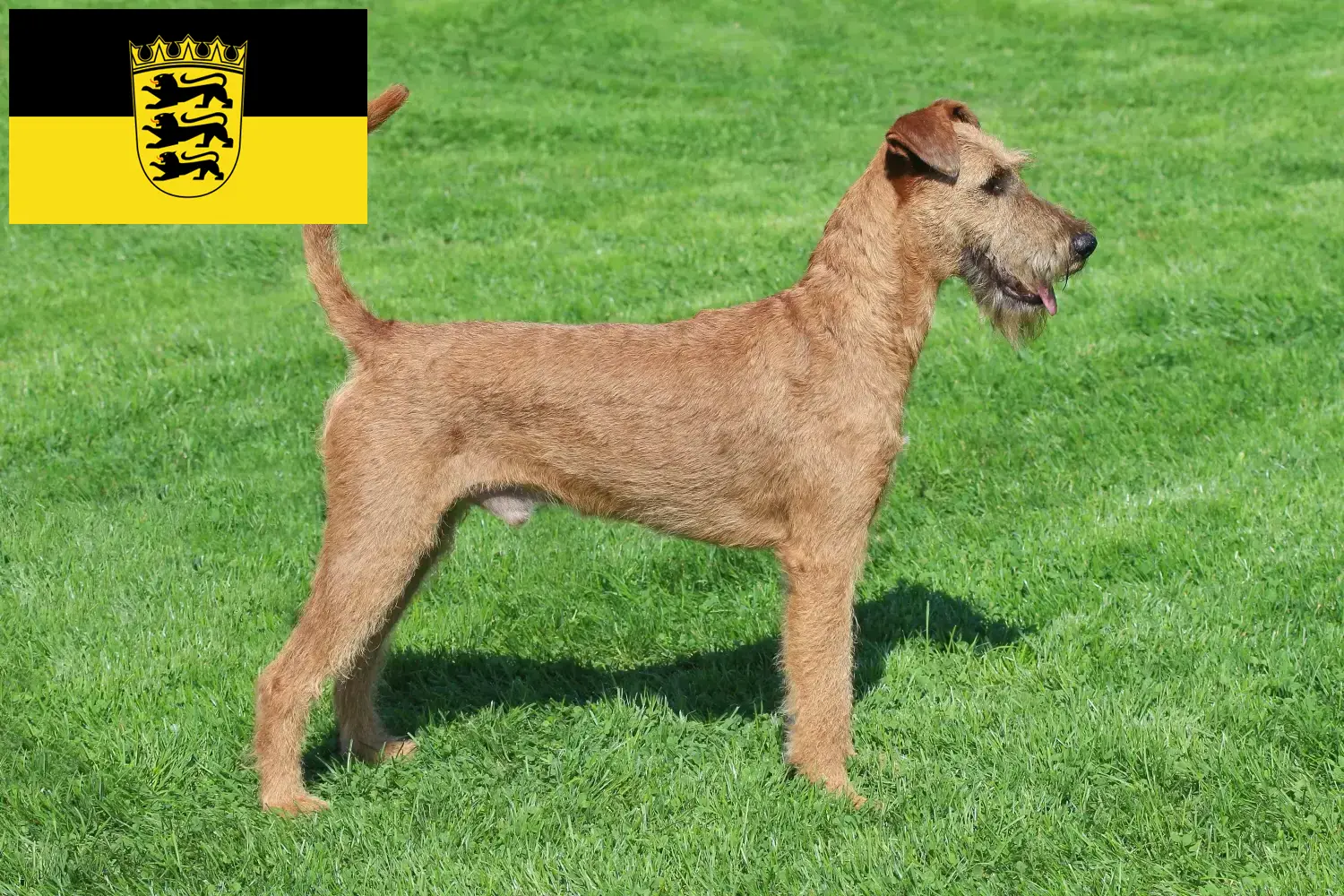 Ír terrier kiskutyák és tenyésztők Baden-Württemberg Itt találhat ír terrier tenyésztőket Baden-Württembergben.