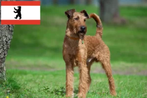 Read more about the article Ír terrier tenyésztők és kiskutyák Berlinben