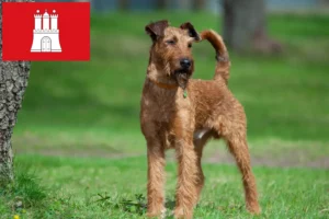 Read more about the article Ír terrier tenyésztők és kölykök Hamburgban
