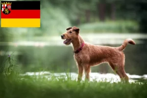 Read more about the article Ír terrier tenyésztők és kiskutyák Rajna-vidék-Pfalzban