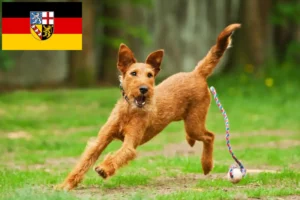 Read more about the article Ír terrier tenyésztők és kölykök Saarlandban