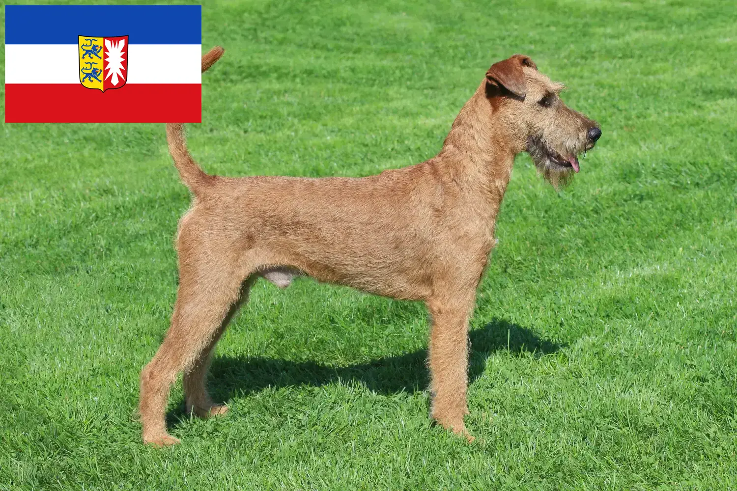 Read more about the article Ír terrier tenyésztők és kiskutyák Schleswig-Holstein tartományban