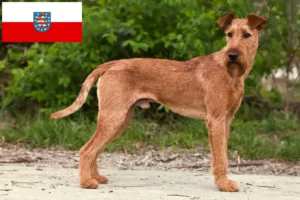 Read more about the article Ír terrier tenyésztők és kölykök Türingiában