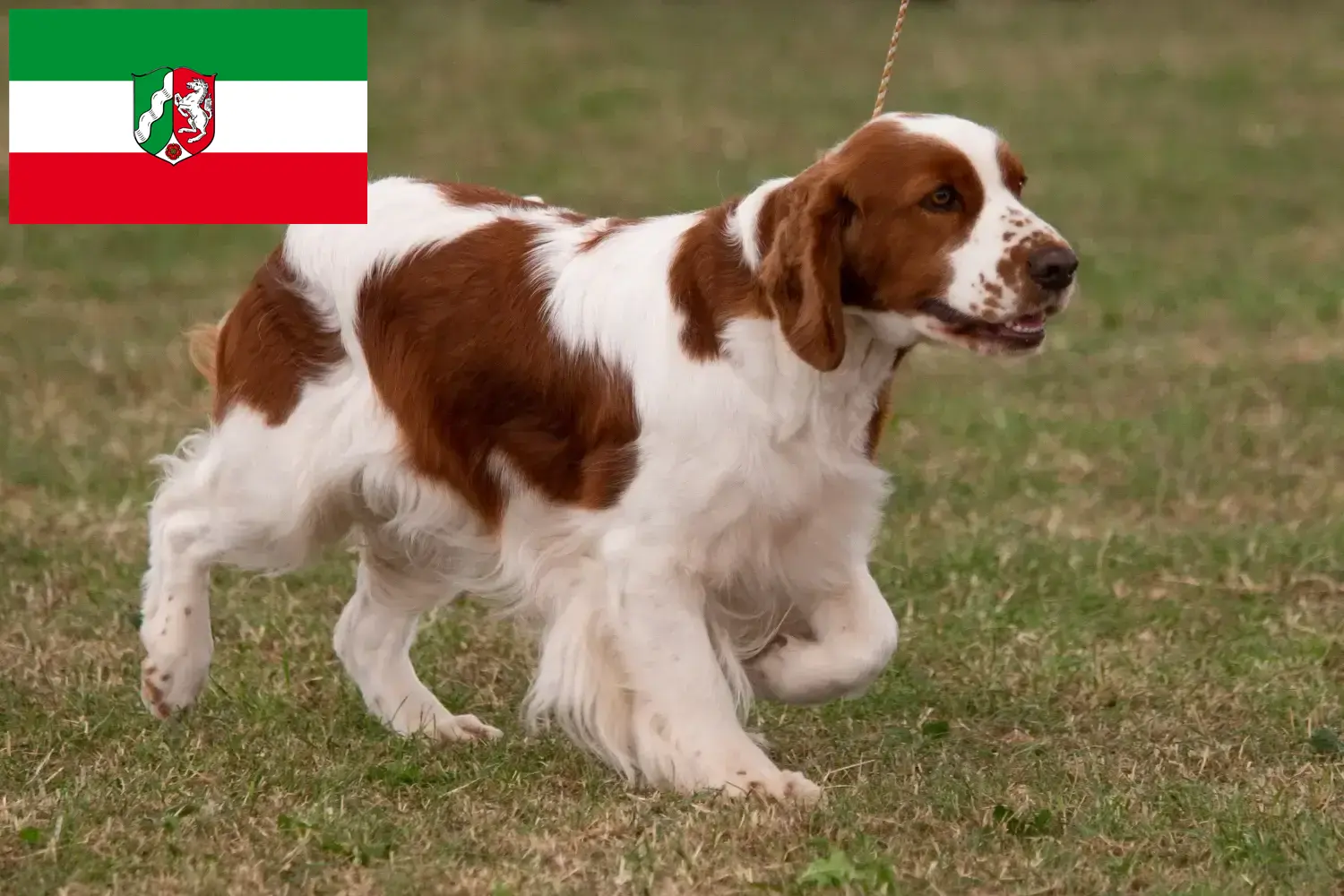 Read more about the article Ír vörös és fehér szetter tenyésztők és kölykök Észak-Rajna-Vesztfália területén