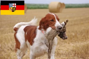 Read more about the article Ír vörös és fehér szetter tenyésztők és kölykök Saarlandban