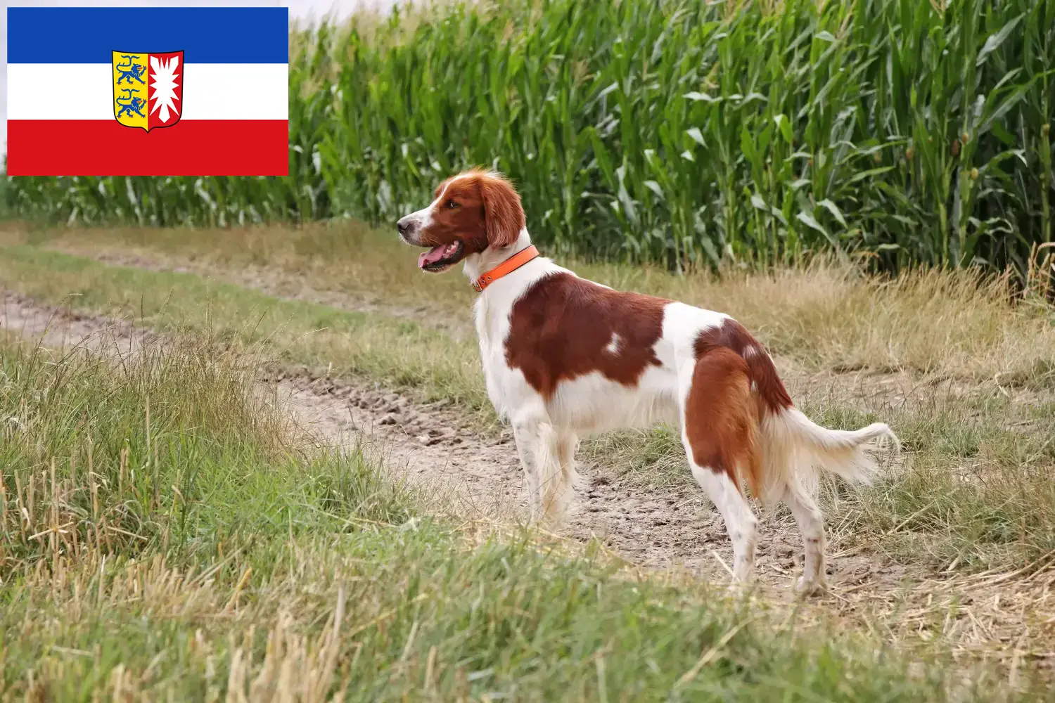 Read more about the article Ír vörös és fehér szetter tenyésztők és kölykök Schleswig-Holstein tartományban