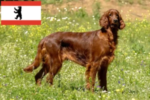 Read more about the article Irish Red Setter tenyésztők és kölykök Berlinben