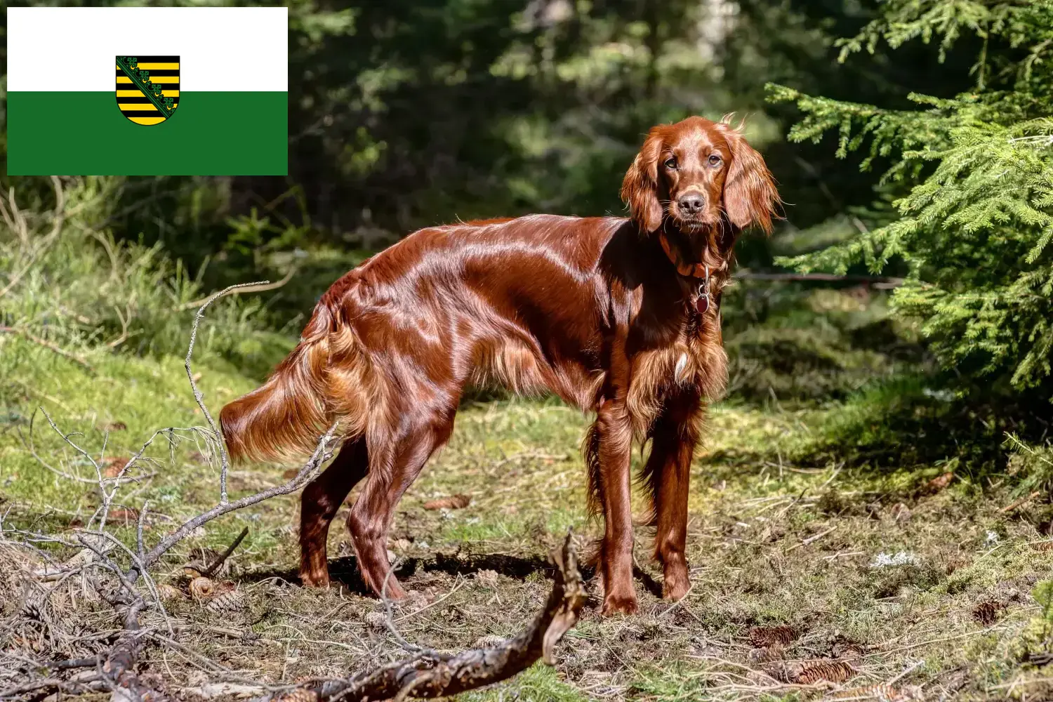 Irish Red Setter kölykök és tenyésztő Szászország Itt találsz Irish Red Setter tenyésztőket Szászországban.