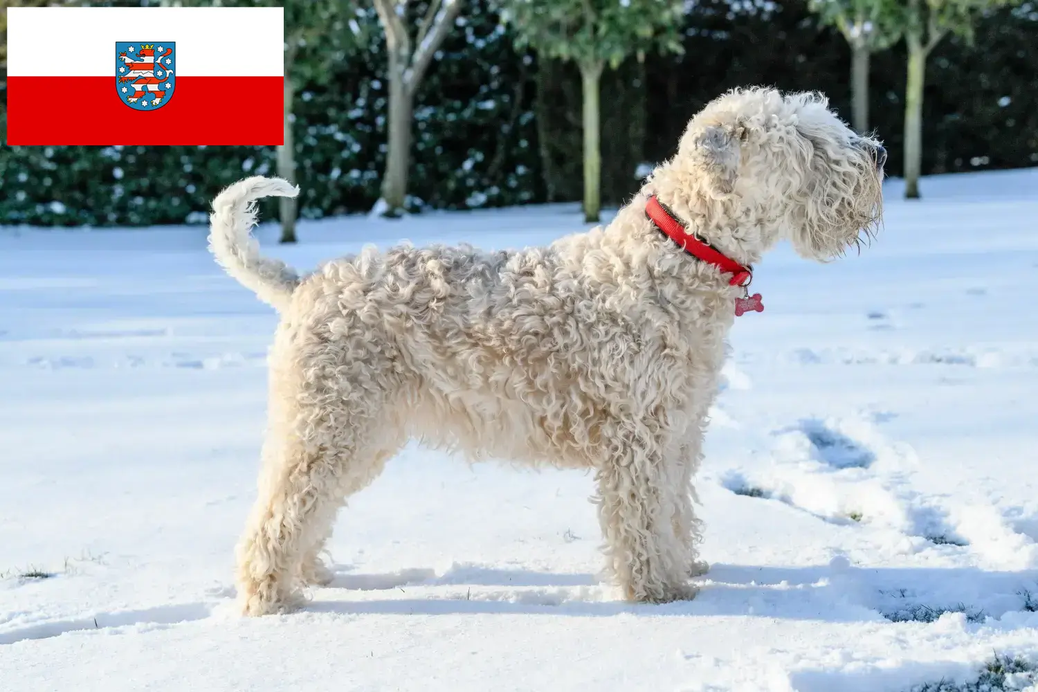 Ír Soft Coated Wheaten Terrier kölykök és tenyésztők Thüringia Itt találhatsz ír soft coated wheaten terrier tenyésztőket Türingiában.