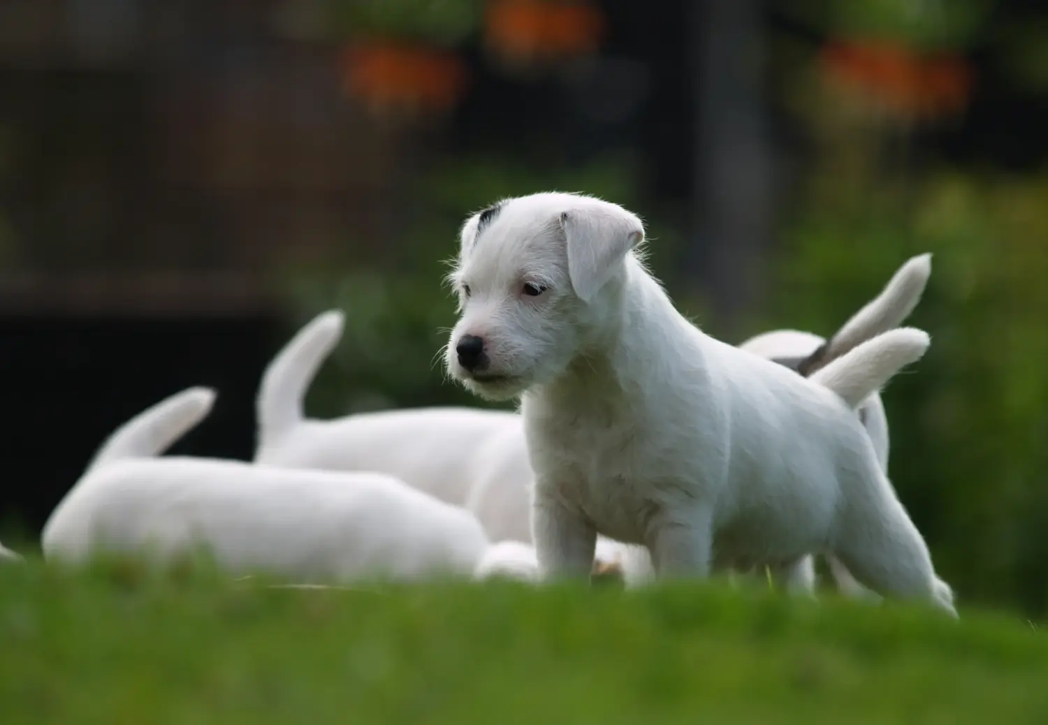 Jack Russell kölyökkutya vásárlása felelősségvállalást jelent! Jack Russell kiskutyák vásárlása.