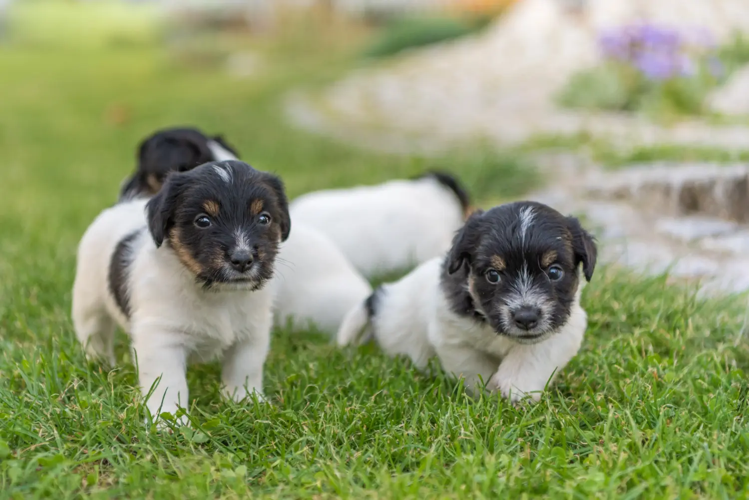 Jack Russell kölyökkutya vásárlása felelősségvállalást jelent! Jack Russell kiskutyák vásárlása.