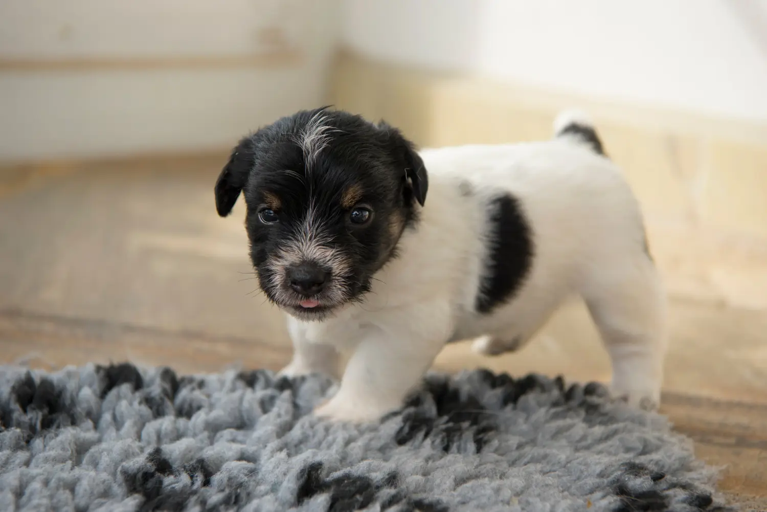 Jack Russell kölyökkutya vásárlása felelősségvállalást jelent! Jack Russell kiskutyák vásárlása.