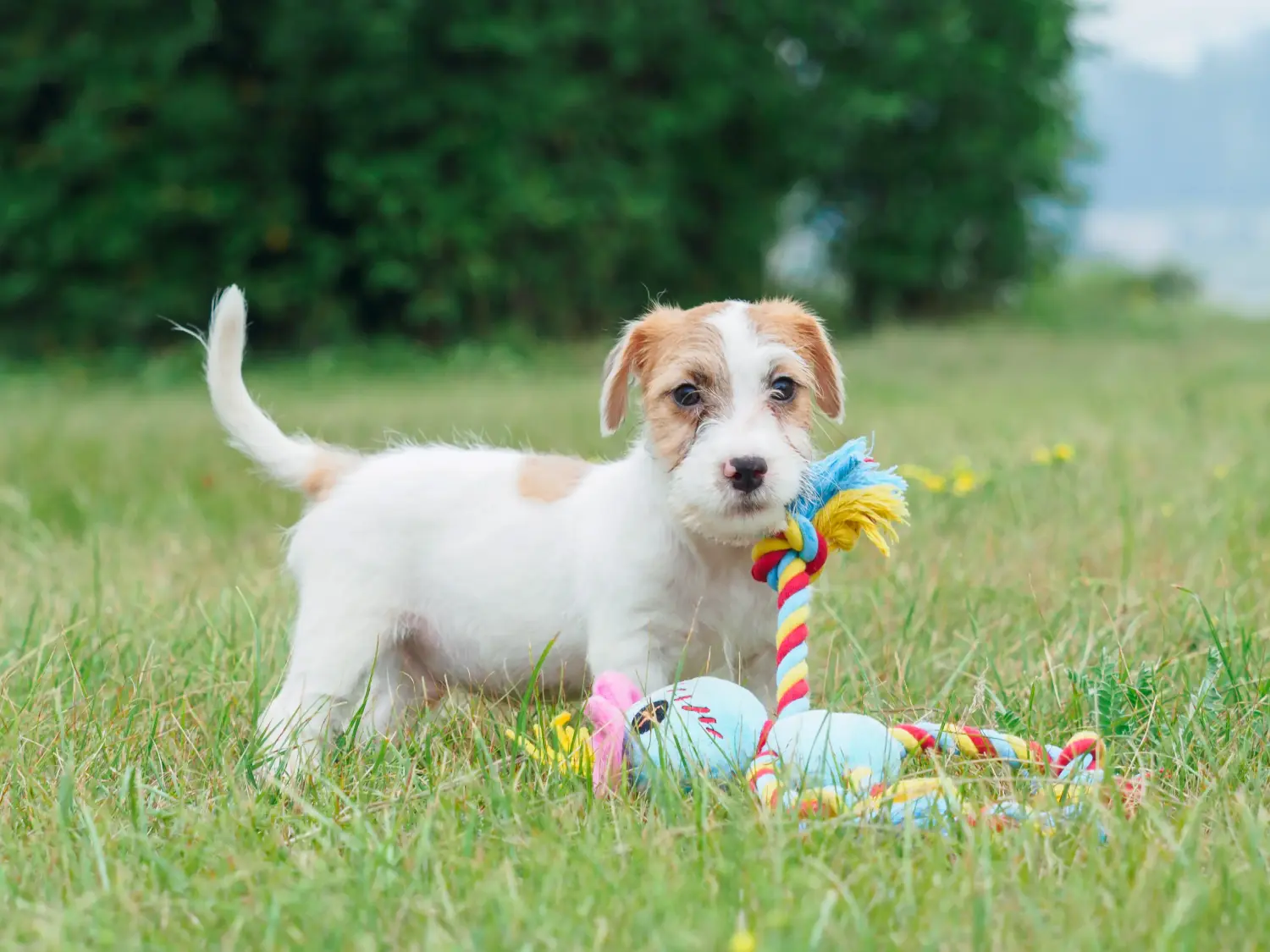Jack Russell kölyökkutya vásárlása felelősségvállalást jelent! Jack Russell kiskutyák vásárlása.