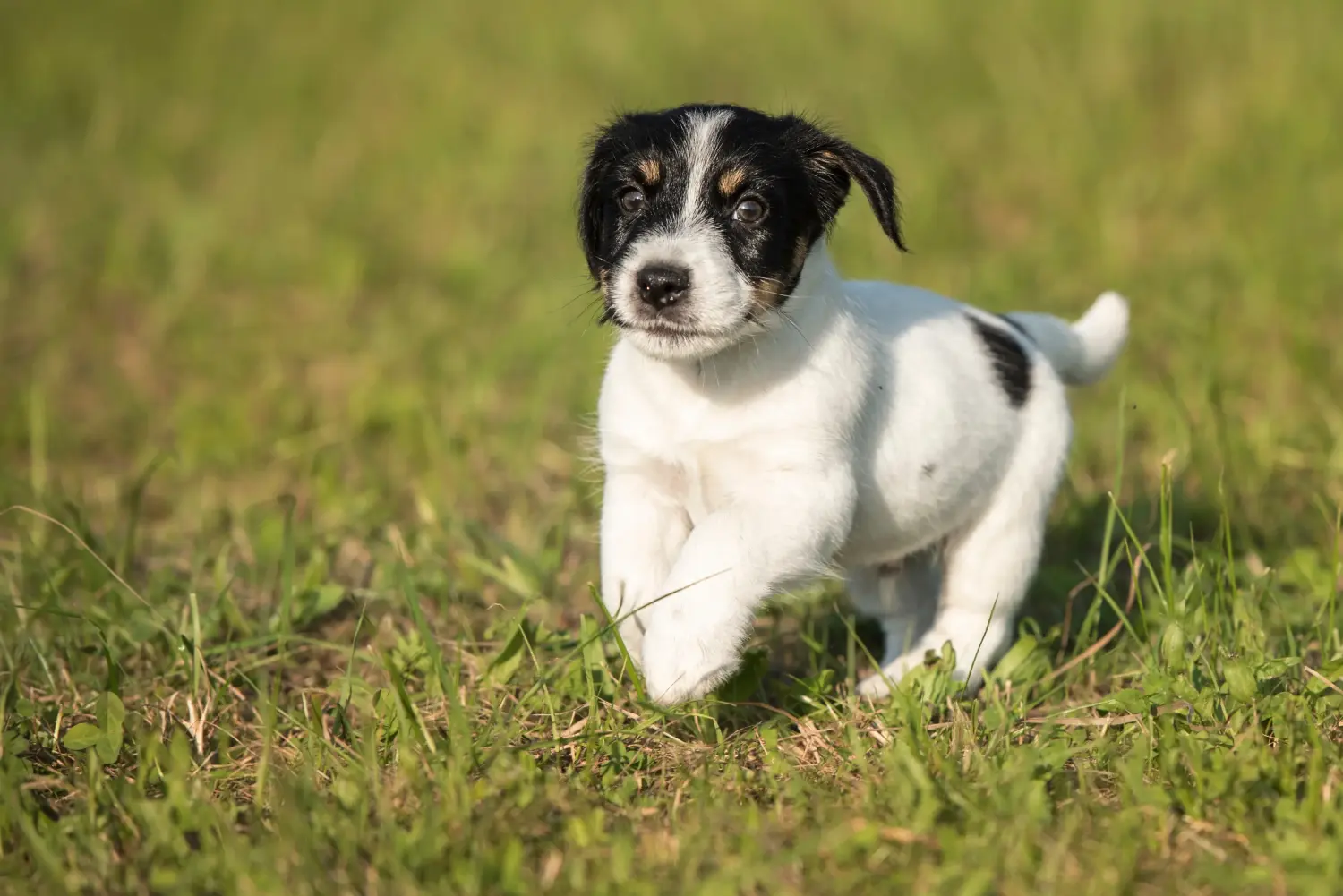 Jack Russell kölyökkutya vásárlása felelősségvállalást jelent! Jack Russell kiskutyák vásárlása.