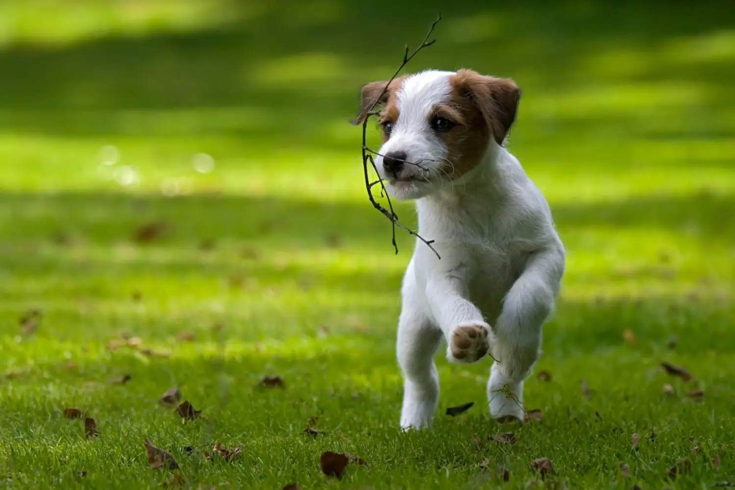Jack Russell kölyökkutya vásárlása felelősségvállalást jelent! Jack Russell kiskutyák vásárlása.