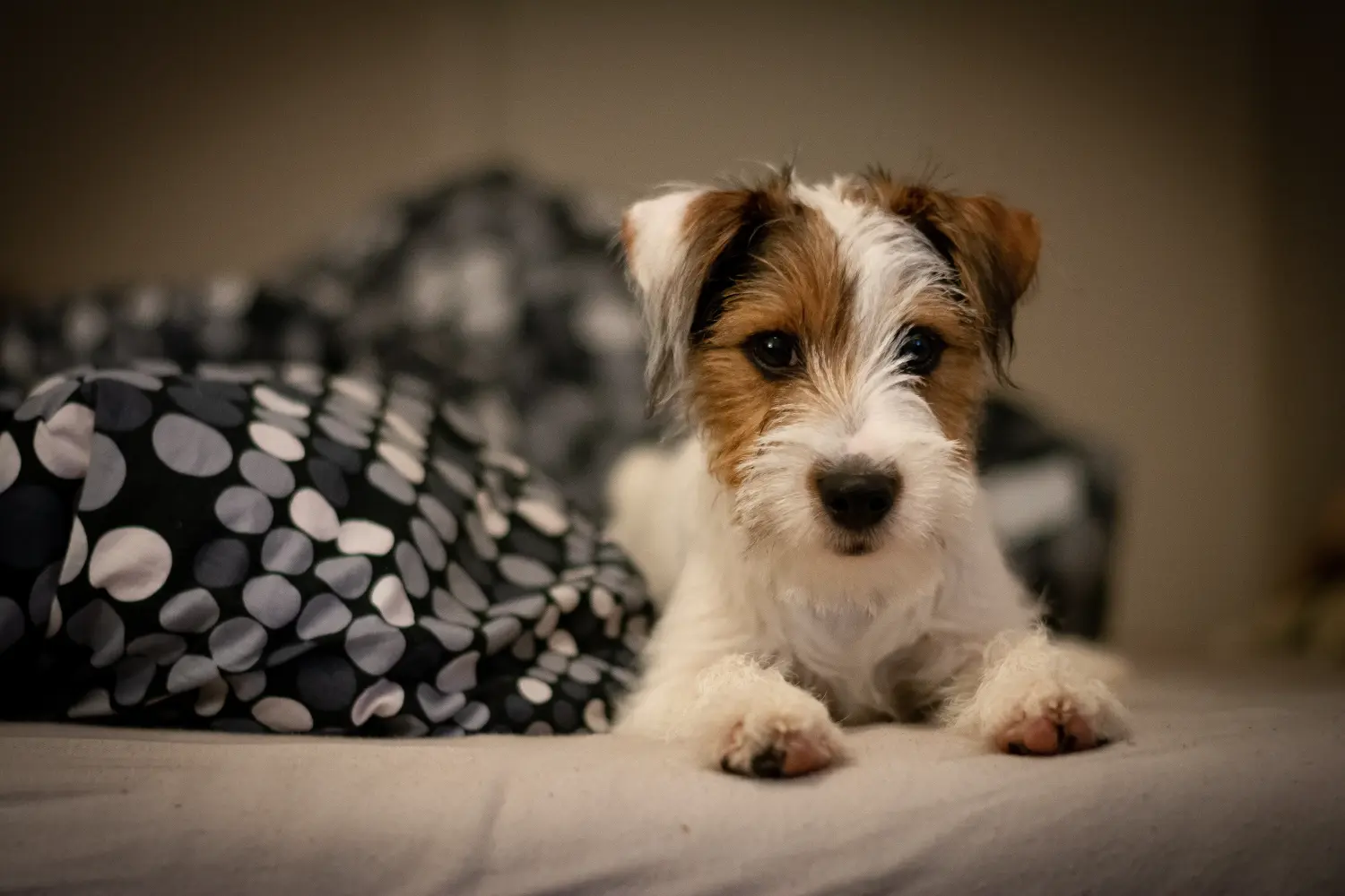 Jack Russell kölyökkutya vásárlása felelősségvállalást jelent! Jack Russell kiskutyák vásárlása.