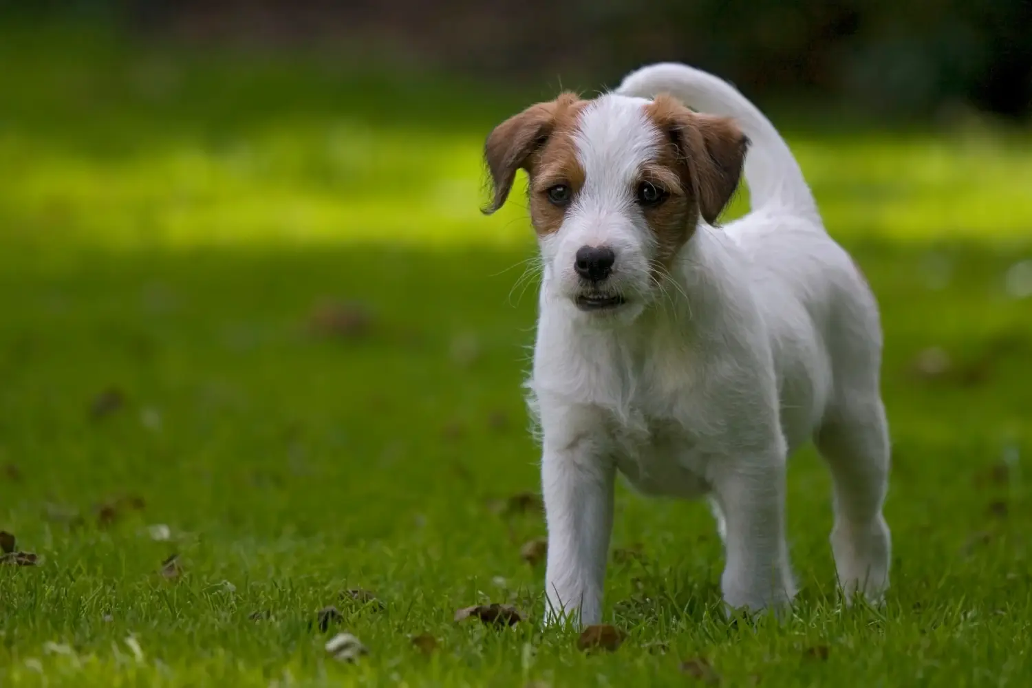 Jack Russell kölyökkutya vásárlása felelősségvállalást jelent! Jack Russell kiskutyák vásárlása.
