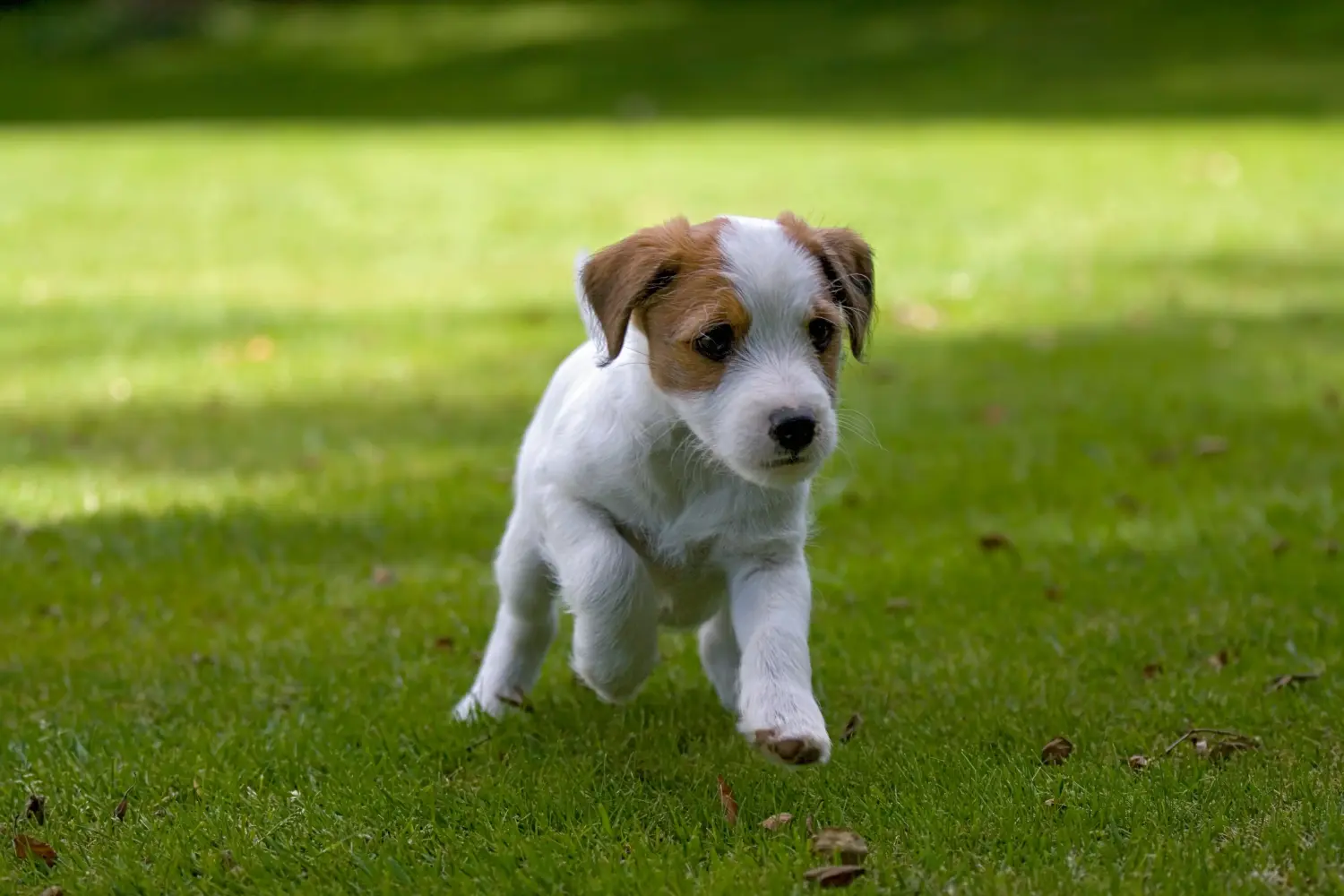 Jack Russell kölyökkutya vásárlása felelősségvállalást jelent! Jack Russell kiskutyák vásárlása.
