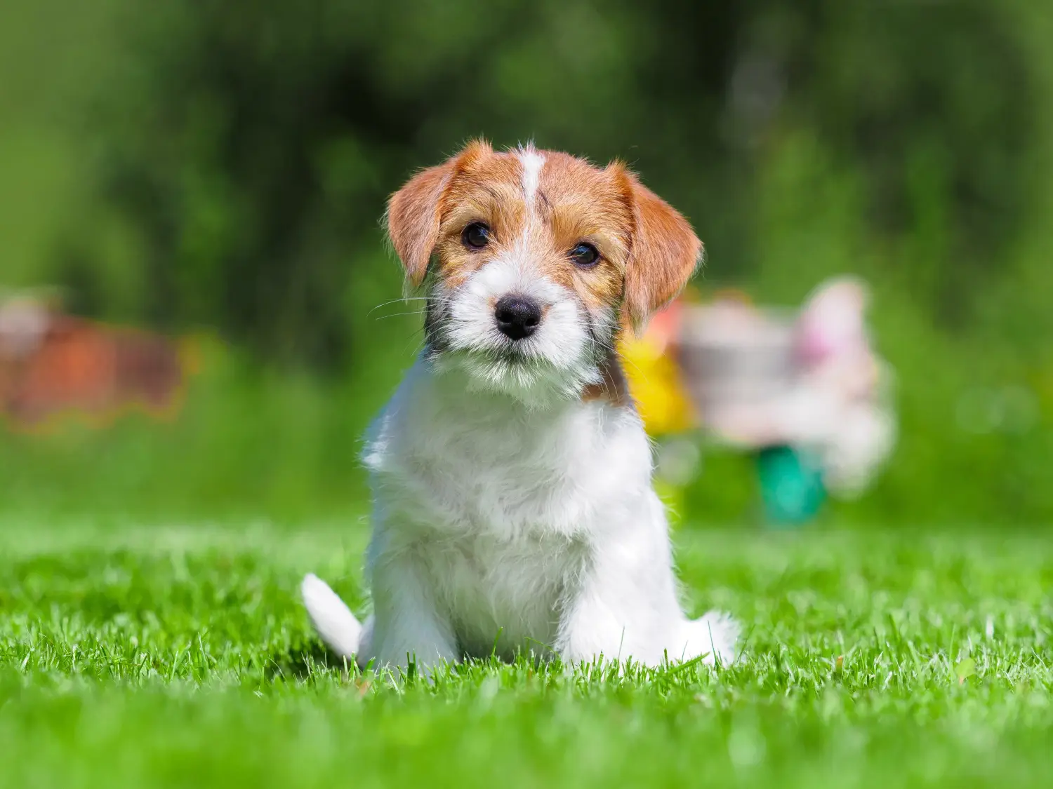 Jack Russell kölyökkutya vásárlása felelősségvállalást jelent! Jack Russell kiskutyák vásárlása.