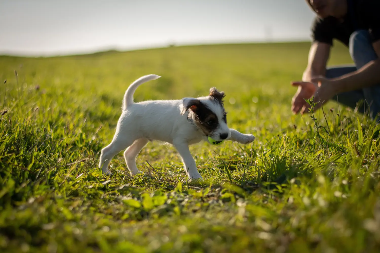 Jack Russell kölyökkutya vásárlása felelősségvállalást jelent! Jack Russell kiskutyák vásárlása.