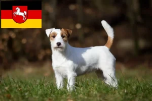 Read more about the article Jack Russell tenyésztők és kölykök Alsó-Szászországban