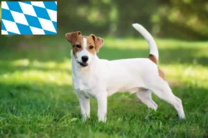 Read more about the article Jack Russell tenyésztők és kiskutyák Bajorországban