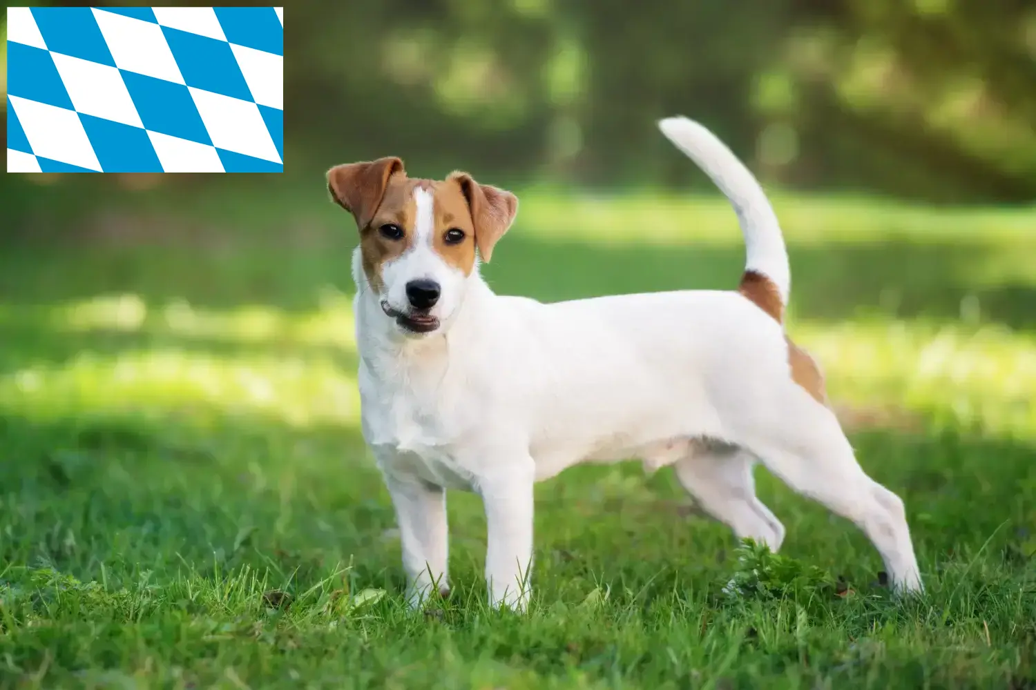 Read more about the article Jack Russell tenyésztők és kiskutyák Bajorországban